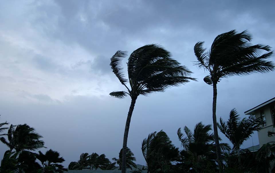 Image of trees blowing in the wind during a hurricane