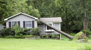 fallen tree on house 1